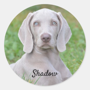 Sticker Rond Chien coquelicot Weimaraner personnalisé