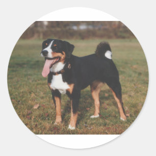 Sticker Rond Chien d'Appenzeller Sennenhund