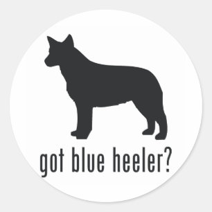 Sticker Rond Chien de bétail australien