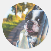 Chien de Boston Sticking Head out Car Window