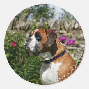 Sticker Rond Chien de boxe dans les fleurs