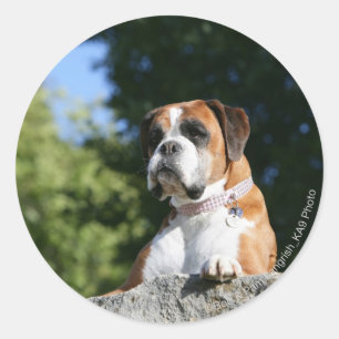 Sticker Rond Chien de boxe posé sur un rocher