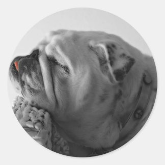 Sticker Rond Chien de chambre