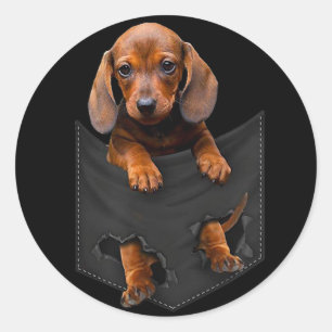 Sticker Rond Chien de chien Dans My Pocket Dachshund Weiner Dog