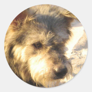 Sticker Rond Chien de plage thaïlandais