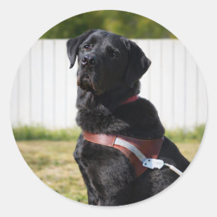 Sticker Rond Chien Guide Enveloppe Scellée – Labrador NoirSages