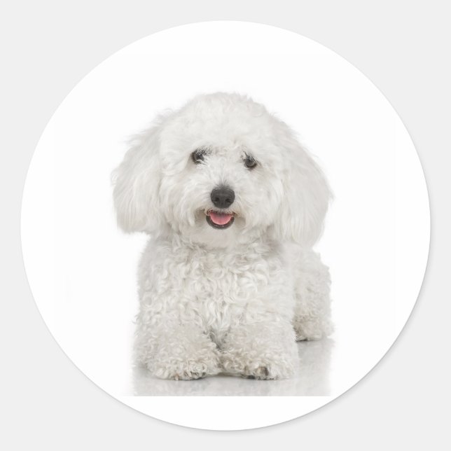 Sticker Rond Chien maltais blanc (Devant)