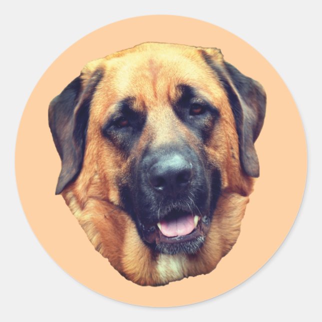 Sticker Rond Chien Mastiff américain (Devant)
