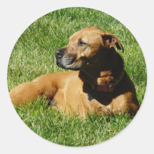 Sticker Rond chien, mélange de pitbull/boxeur
