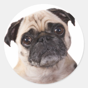 Sticker Rond chien mignon de carlin