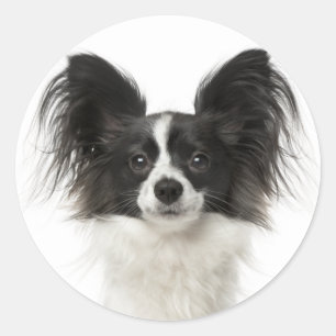 Sticker Rond Chien noir et blanc de Papillon - chiots d'amour