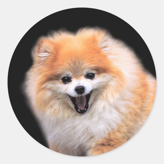Sticker Rond Chien Poméranien mignon riant (Devant)