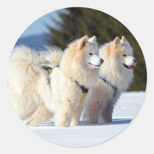 Sticker Rond Chiens Samoyés dans la neige