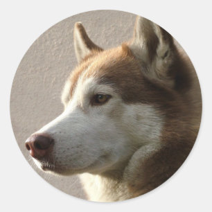 Sticker Rond Chiens sibériens Husky