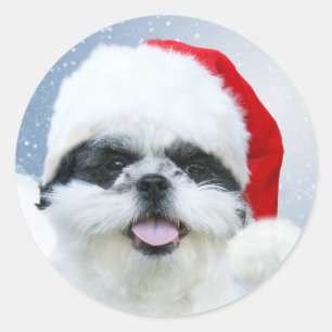 Sticker Rond Chih Tzu à Santa hat