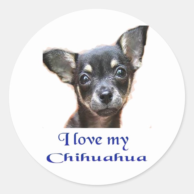 Sticker Rond Chihuahua (Devant)
