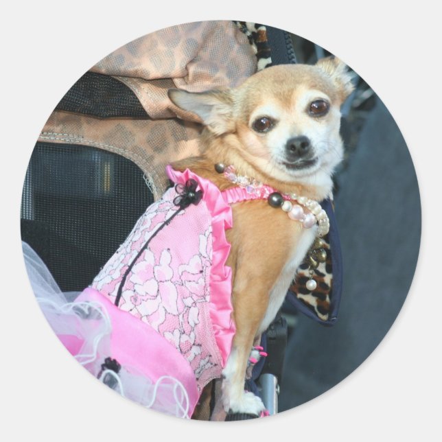 Sticker Rond Chihuahua (Devant)