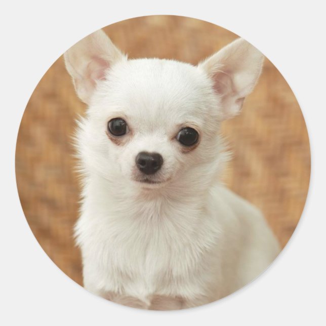 Sticker Rond Chihuahua blanc (Devant)