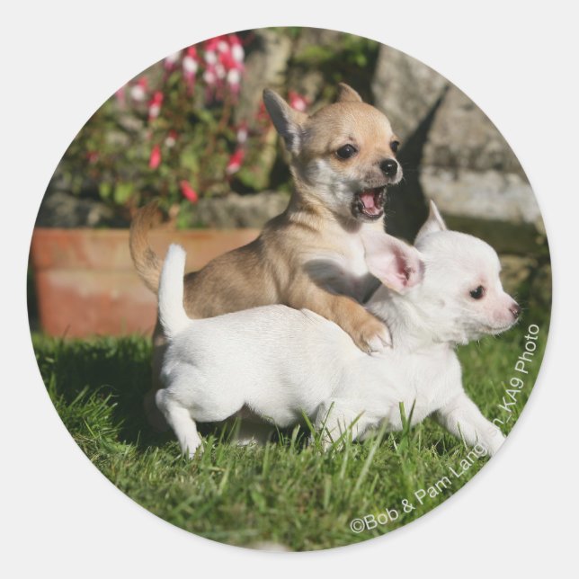 Sticker Rond Chihuahua Chippie Jouer (Devant)