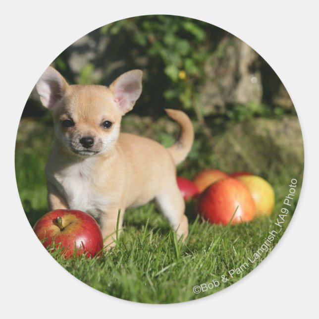 Sticker Rond Chihuahua Chiuppy avec pommes (Devant)