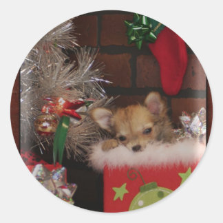 Sticker Rond Chihuahua Chiuppy en boîte de Noël