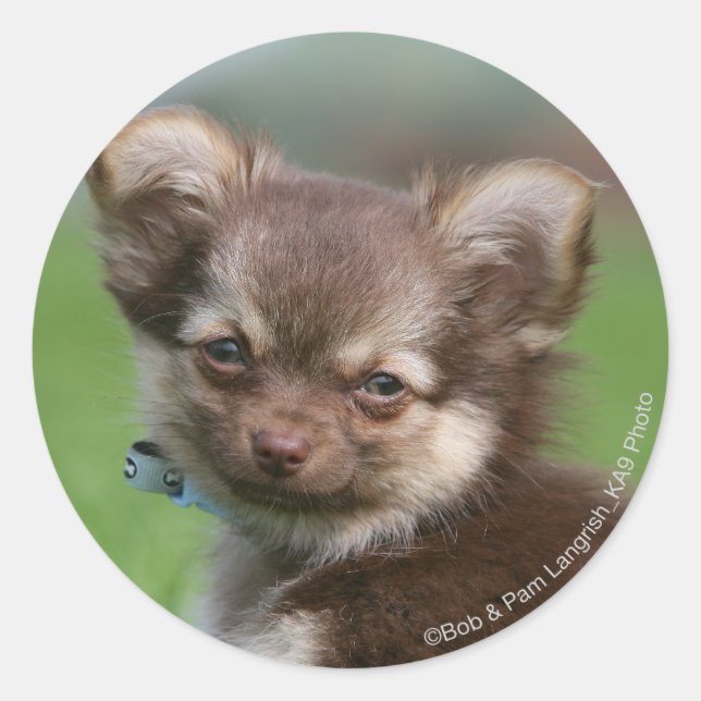 Sticker Rond Chihuahua Chiuppy regardant la caméra (Devant)