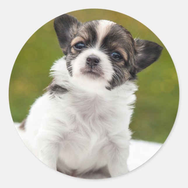 Sticker Rond Chihuahua Cute Photo (Devant)