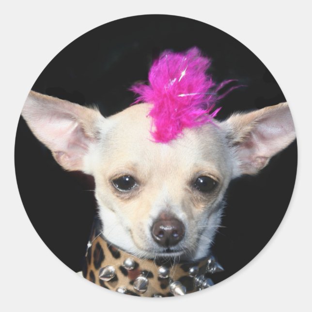 Sticker Rond Chihuahua Punk (Devant)