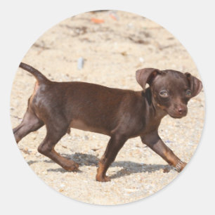 Sticker Rond Chihuahua Puppy Walking