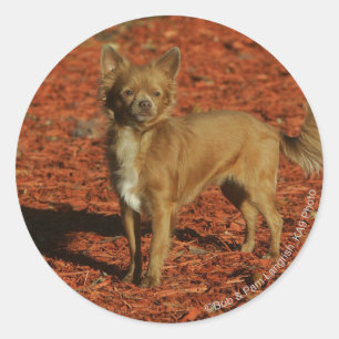 Sticker Rond Chihuahua Regardant la caméra