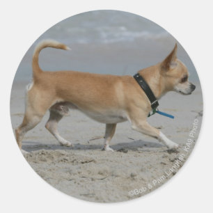 Sticker Rond Chihuahua sur la plage