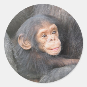 Sticker Rond Chimpanzé