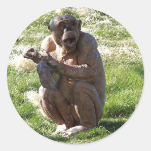 STICKER ROND CHIMPANZÉ