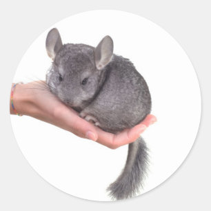 Sticker Rond chinchilla