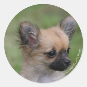 Sticker Rond Chiot aux cheveux longs de chiwawa regardant
