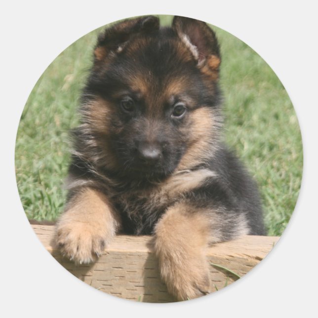 Sticker Rond Chiot berger allemand (Devant)