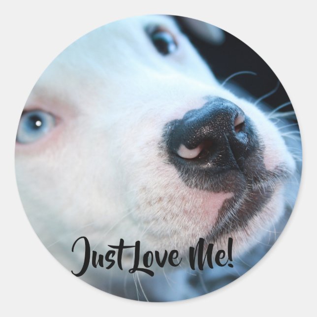 Sticker Rond Chiot blanc Pitbull pour bébé modifiable (Devant)