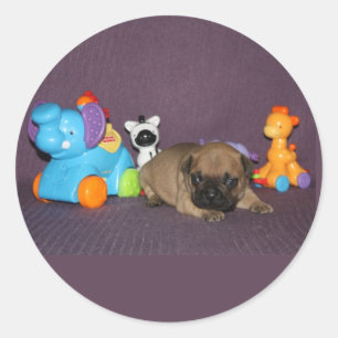 Sticker Rond chiot bouledogue français