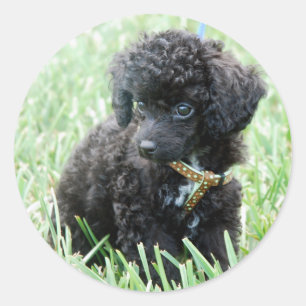 Sticker Rond Chiot de caniche de jouet