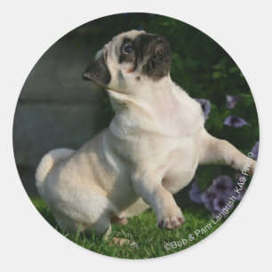 Sticker Rond Chiot de carlin de faon