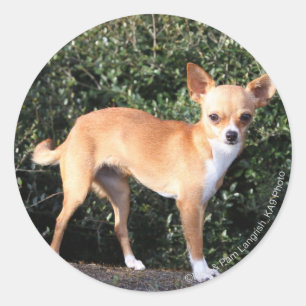 Sticker Rond Chiot de chiwawa de tasse de thé