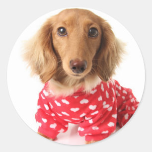Sticker Rond Chiot de Dachshund portant l'tenue de Saint Valent