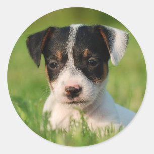 Sticker Rond Chiot de Jack Russell Terrier