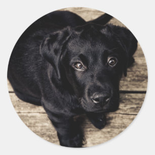 Sticker Rond Chiot de récupération du Labrador noir sur bois