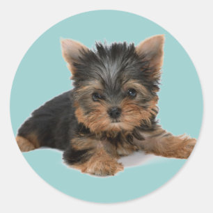 Sticker Rond Chiot de Yorkie
