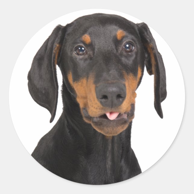 Sticker Rond chiot doberman pinscher (Devant)