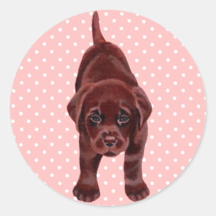 Sticker Rond Chiot du Labrador au chocolat