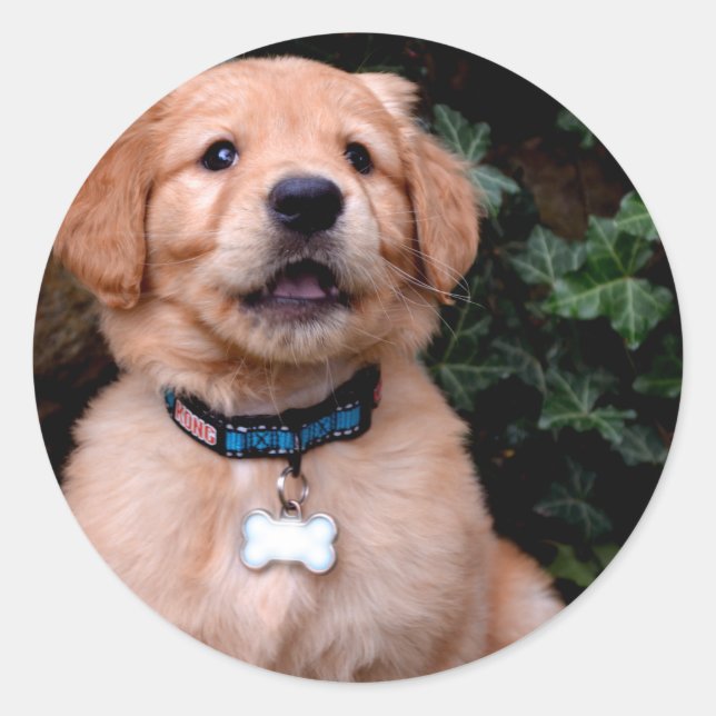 Sticker Rond Chiot Golden Retriever (Devant)