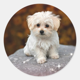 Sticker Rond Chiot Maltais...adorable