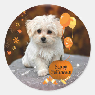 Sticker Rond Chiot maltais célèbre Halloween